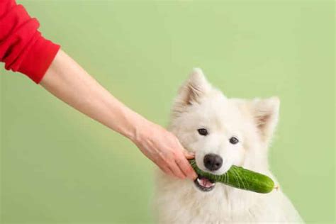 What Do Samoyeds Eat (and How Much Food Should I Feed My Samoyed…