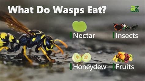 What Do Wasps Eat? (It