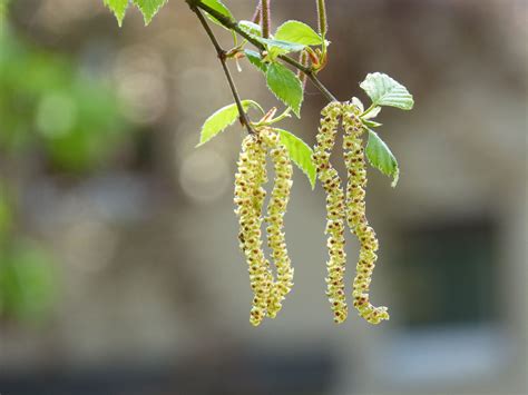 What Do White Birch Tree Seeds Look Like