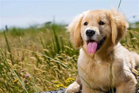 What Do You Feed A Golden Retriever Puppy