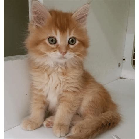 What Does A Boy Kitten Look Like - CatsWorldClub.com