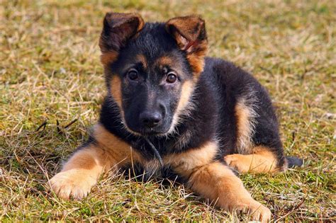 What Does A German Shepherd Puppy Need