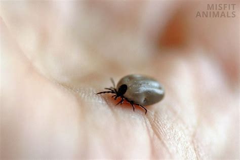 What Does A Tick Look Like On A Dog? (4 Harmful Types) - Misfit …