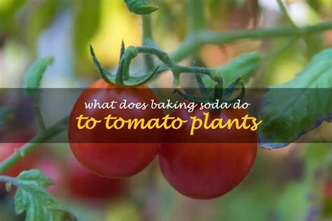 What Does Baking Soda Do To Tomato Plants - ShunCy