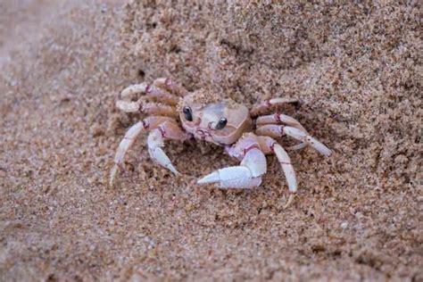 What Does Crab Meat Smell Like When It Has Gone Bad? - Helpful …