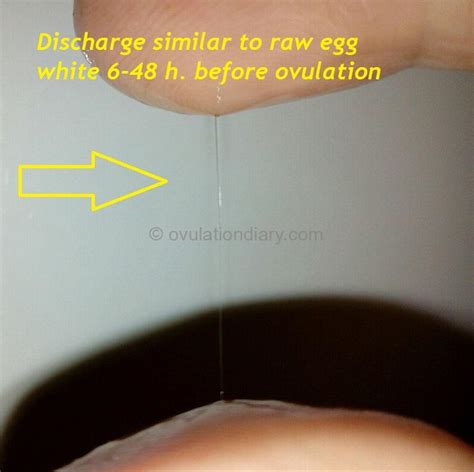 What Does Discharge Look Like During Ovulation What Does