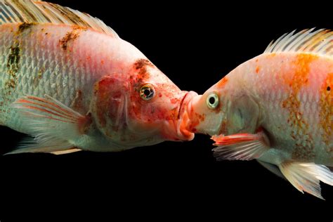 What Does Fish Mean Sexually: Uncover the Hidden Symbolism