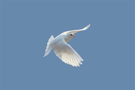 What Does It Mean When You See a White Bird?