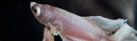 What Does It Mean When a Betta Fish Has a Swollen Eye