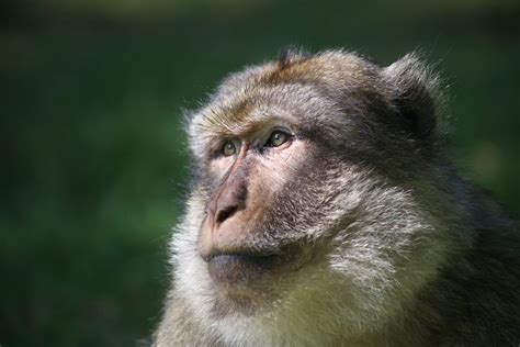 What Does Monkey Lip Smacking Mean - All Animals Guide