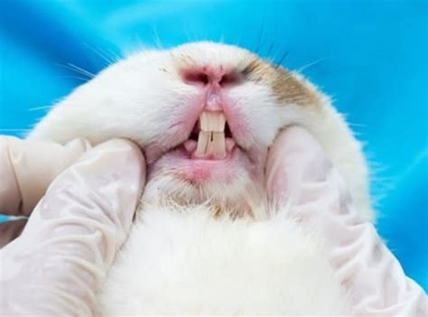 What Does Rabbit Teeth Grinding Mean USA Rabbit Breeders