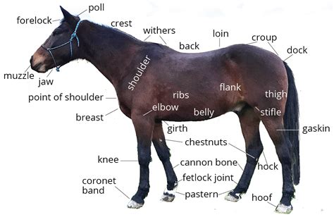 What Does Your Horse