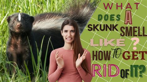 What Does a Skunk Smell Like? How to Get Rid of it? - Smell Proof …