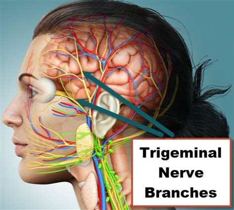 What Does the Trigeminal Nerve Have to Do With It?