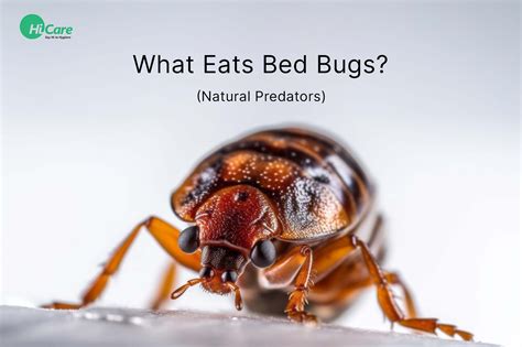 What Eats Bed Bugs? Predators of Bed Bugs [2024 List]