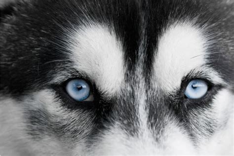 What Everybody Ought To Know About Husky Eyes - Outdoor Dog …