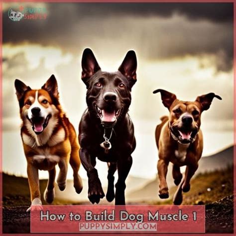 What Exercises Build Dog Muscles