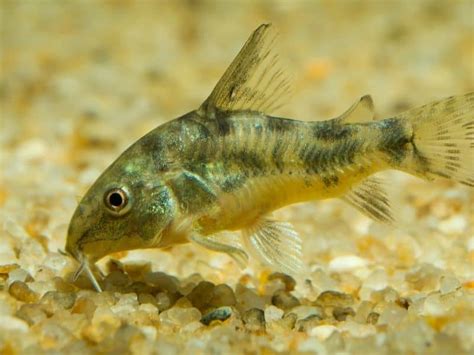 What Food Do Cory Catfish Eat? 20 Things You Should Know