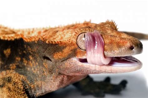 What Fruit Can Crested Geckos Eat? [Best Fruit] - All Our Creatures