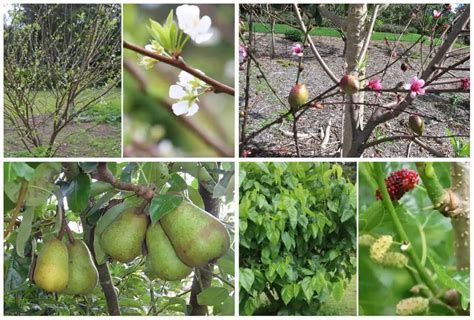 What Fruit Trees Grow In Pennsylvania — Answer WikiKeeps