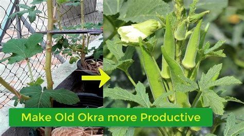 What Grows Well With Okra? - My Heart Lives Here