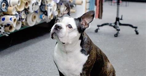 What Happened to Swatch From Project Runway 