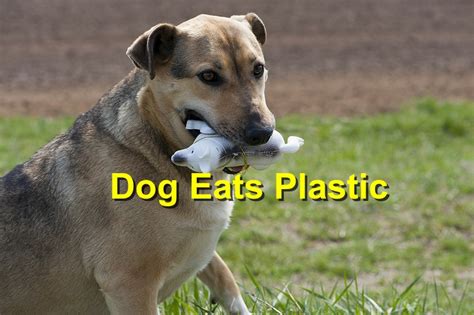 Dog ate magnesium pill top