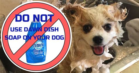 What Happens If My Dog Eats Dawn Dish Soap