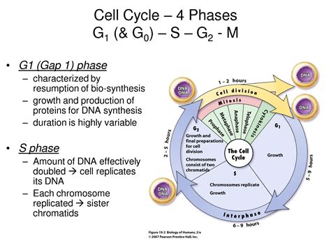 What Happens in the G1 and G2 Phases of The Cell Cycle?