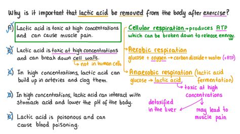 What Happens to Lactic Acid After Exercise? livestrong