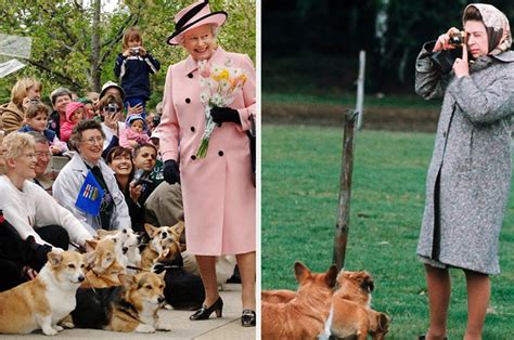 What Happens to the Queen s Corgis 