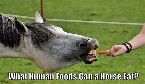 What Human Foods Can a Horse Eat? – Horse FAQ’s