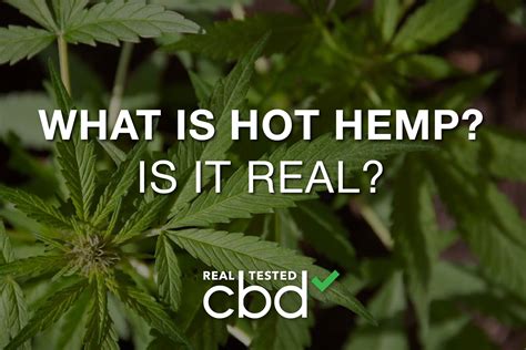 What Is “Hot Hemp”?