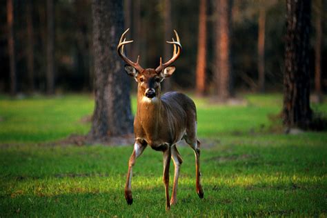 What Is A Cull Buck? The Important Thing A Hunter …