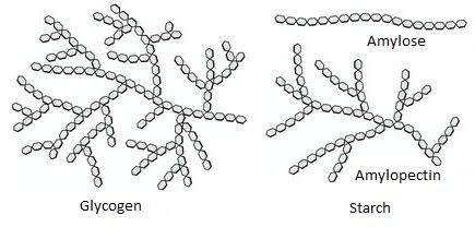 What Is A Difference Between Starch And Glycogen And Starch, The