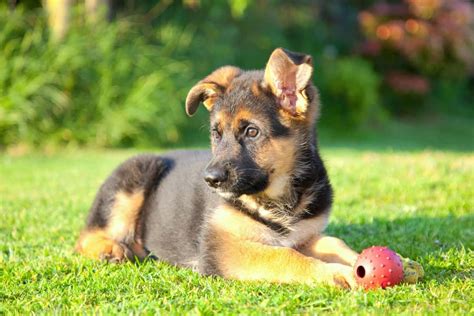 What Is A Good Price For A German Shepherd Puppy
