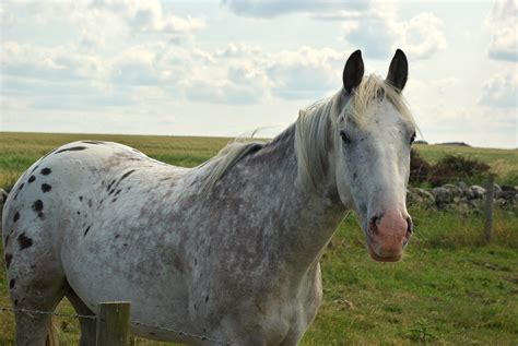 What Is A Grey Spotted Horse Called? - Great American Adventures