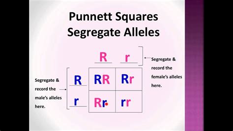 What Is A Square And Why Is It Useful In Biology