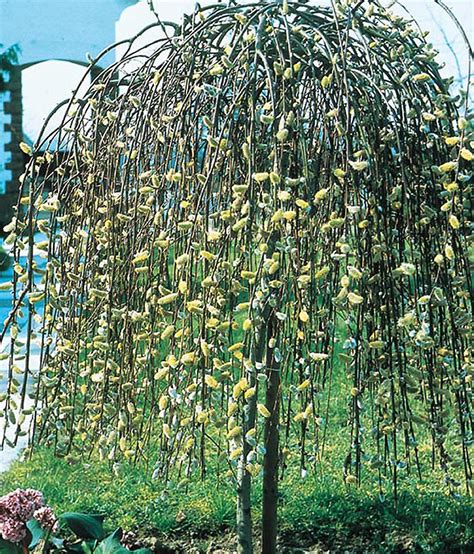 What Is A Weeping Pussy Willow Tree - …