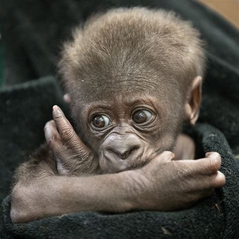 What Is Baby Gorilla Doing
