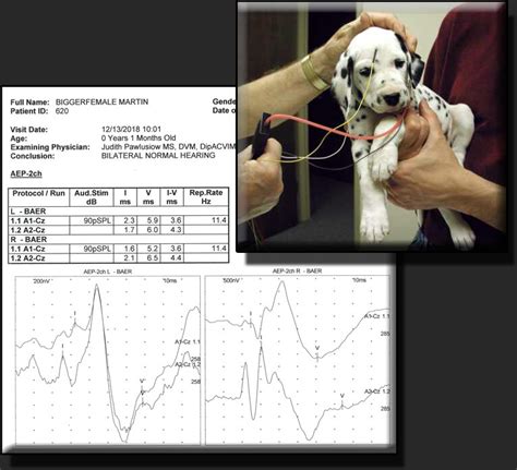 What Is Baer Testing In Dogs
