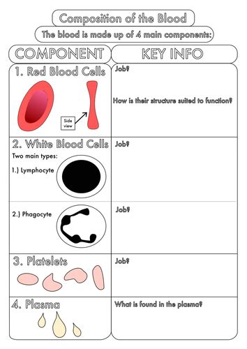What Is Blood Worksheet Escolagersonalvesgui