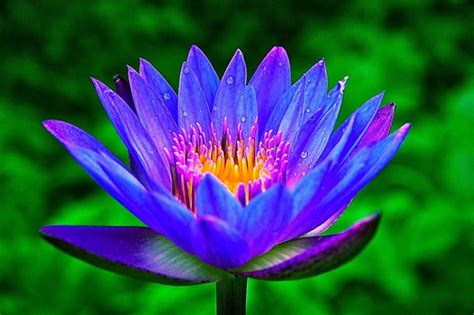 What Is Blue Lotus? - Zamnesia UK