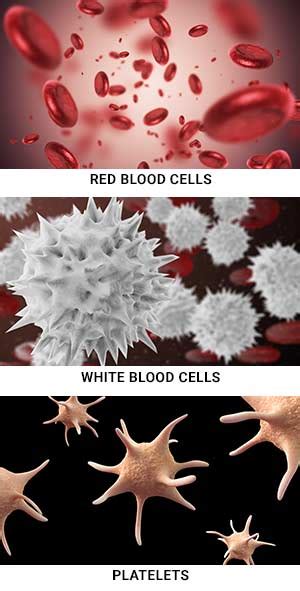 What Is Bone Marrow? Moffitt Moffitt