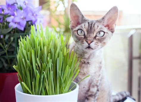 What Is Cat Grass? Learn How to Grow Cat Grass …