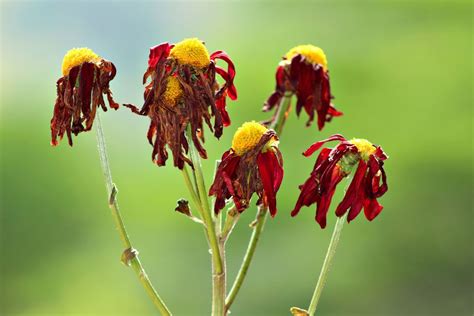 What Is Causing My Lilies to Wilt & Die? eHow