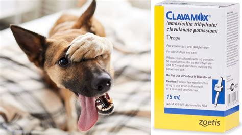 What Is Clavamox Used For Dogs
