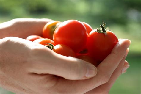 What Is Community Supported Agriculture CSA Comparison to Store Bought Produce