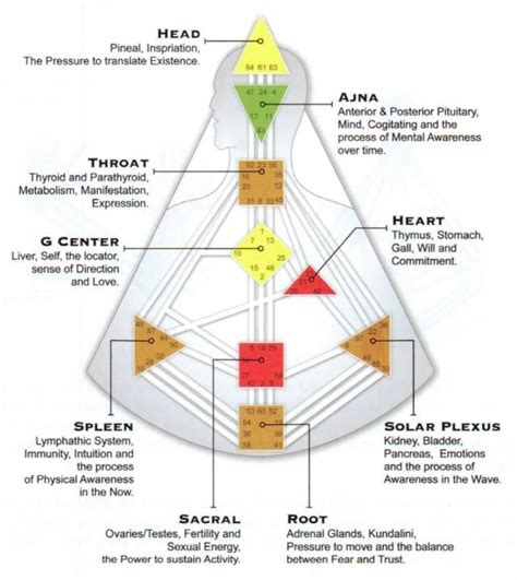 What Is Design Date In Human Design Kabar Flores