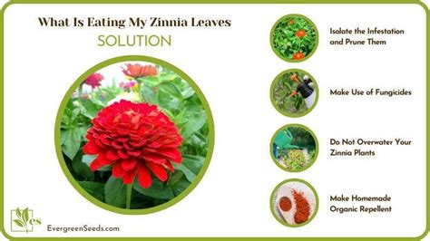 What Is Eating My Zinnia Leaves: Discover The Hidden …